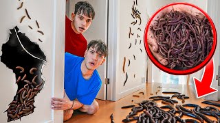 We Found WORMS In Our House [upl. by Raf]