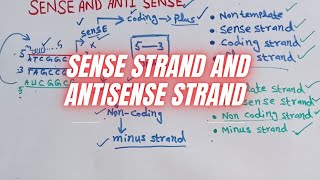 Sense strand and antisense strand template strand and non template strand [upl. by Gretel907]