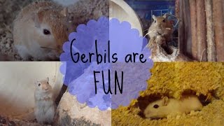 Gerbils Having Fun [upl. by Einahpet]