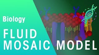 Fluid mosaic model  Cells  Biology  FuseSchool [upl. by Htomit]