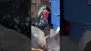 Birds enjoying some layer pellets chicken chickenfeed chickenfeeding chickencoop roostersworld [upl. by Arekat935]