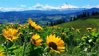 Relaxing Meadow with Ambient Nature Sounds Wildflowers and Mountain View  8 Hours [upl. by Arvind773]