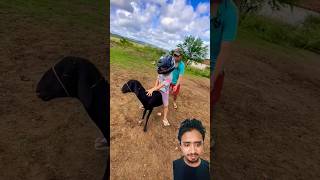 Goat like a bike 😂 funny masterfactsbangla pubgfunny comedy [upl. by Vaios]