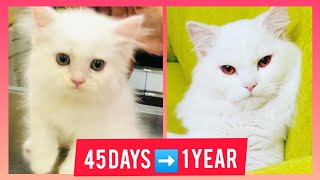 Persian Cat turning 1 year oldcompilation video from 45 days 1 year old [upl. by Eriam205]