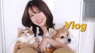 vlog 📷 집에서 찍는 하루필름  셀프 반려견반려묘 스냅  여우랑 포코랑🐈🐕  깨알 쿠팡 추천템🚀 [upl. by Iborian]