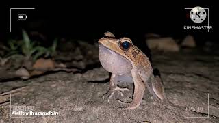 Bicoloured bhush frog mating call JLR dubare elephant camp Coorg [upl. by Shult]