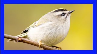 Goldencrowned Kinglet Singing Goldencrowned Kinglet Call Reyezuelo Sátrapa CantoRegulus Satrapa [upl. by Cornel]