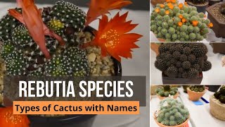 Rebutia species  Types of Cactus with Names  rebutia heliosa rebutia arenacea [upl. by Aivatco907]