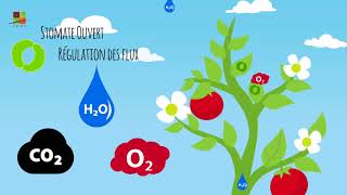 24 Le rôle des échanges gazeux [upl. by Oruhtra]