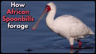 HOW AFRICAN SPOONBILLS FORAGE [upl. by Berkow]