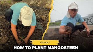 Mangosteen Land How to Plant Mangosteen  Episode 1 [upl. by Sihon]