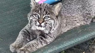 Bobcat Kittens New Adventure [upl. by Billi227]