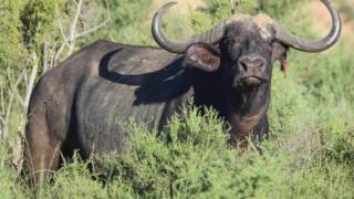 Pilanesberg Game Beeders en Buffalo Cup Invitationalveilings [upl. by Lednew]