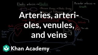 Arteries arterioles venules and veins  Health amp Medicine  Khan Academy [upl. by Naylor]