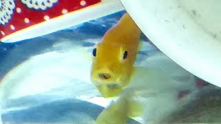 How to tell if electric yellow cichlid holding eggs  breeding mbuna yellow lab cichlids [upl. by Toomay]