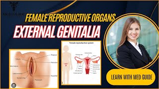 Female Reproductive Organs External Genitaliahumananatomy biology science nursingstudent [upl. by Vassaux]