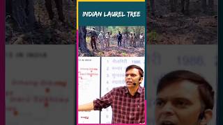 Indian laurel tree🌲 by Sunil Puniya Sir springboard shorts viralvideos [upl. by Nnylesor122]