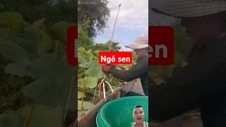 Thu hoặch ngó sen fishing funny satisfying agriculture fish [upl. by Ajet698]