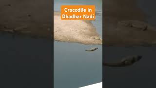 Crocodile in Dhadhar nadi  Jambusar  ytstudio shorts viralshorts dhadhar [upl. by Arremat]