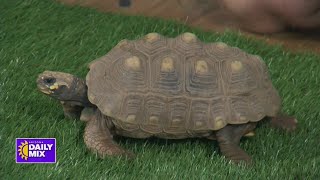 Meet Turbo a redfooted tortoise from South America [upl. by Braden]