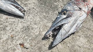 Catching Barracuda Fish  Handline Fishing In Jamaica [upl. by Faxen691]