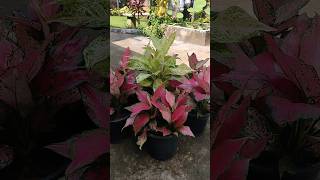 Aglaonema red and green varieties 🪴 shorts youtubeshorts homegardens aglaonema plants [upl. by Anirbys]