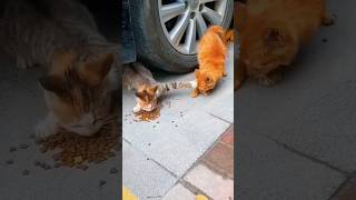 Cat eating food 😋😋😋youtubeshorts viralshort ytshort [upl. by Yrrag]