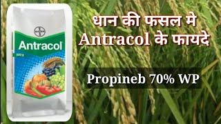 Bayer Antracol Fungicide  धान की फसल मे Antracol के फायदे [upl. by Spitzer686]