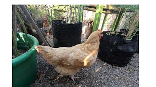 Fat Guy and His Backpack Broody Backyard Chickens [upl. by Karlie]