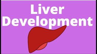 Development of Liver  Embryology  Hepatic Bud  Endoderm of foregut  Hepatoblasts [upl. by Nils]