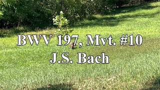 BWV 197 Mvt 10  JS Bach [upl. by Josselyn865]