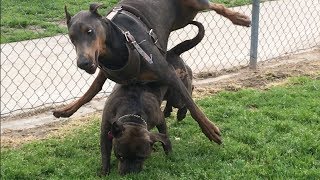 Clumsy European Doberman Learning How to Behave at Dog Park [upl. by Aoh199]