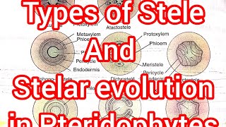 Pteridophyta Lec 3Types of Stele and Their evolution in Vascular plants notes available [upl. by Solley]