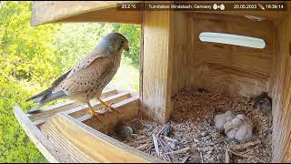 Common kestrel Chicks Nest Cam 2023 520 DAY 4 [upl. by Porter]