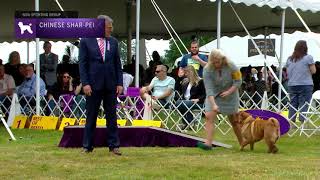 Chinese SharPei  Breed Judging 2022 [upl. by Rosol959]