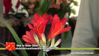 How to Grow Clivia  White Flower Farm [upl. by Orin]