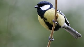 CHANT DE LA MÉSANGE CHARBONNIÈRE AU PRINTEMPS [upl. by Nye]