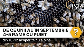 De ce unii au în septembrie 45 rame cu puiet din 1012 acoperite cu albine [upl. by Sheilah]