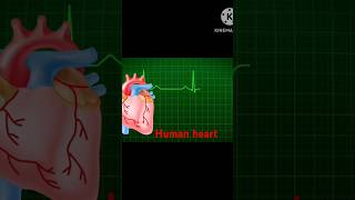 Human anatomy heart3D heart animation anatomy heartdoctor heartburn [upl. by Rebeca]