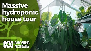 Touring a massive hydroponic aroid collection  Indoor Plants  Gardening Australia [upl. by Festa]