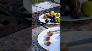 Crozes fig VS Palestinian Dark Fig  Taste testing fig figs figplant garden figtree fruit [upl. by Bendix440]