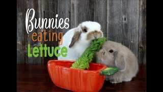 Bunnies Eating Lettuce [upl. by Levey]