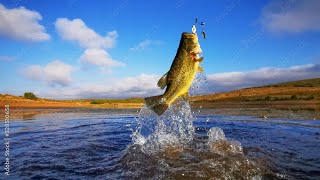 Master Bass Fishing Tips amp Tricks 2024 [upl. by Enajyram]