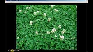 Trifolium repens  White Clover Pt 1 of 2 [upl. by Akimit]