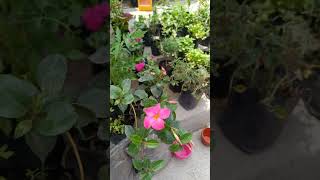 diferente tipo de plantas y flores almacigos ubicados en la feria [upl. by Bevvy]