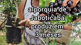 Alporquia de Jaboticaba produz em 3 meses [upl. by Potts643]