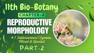 11th BioBotany  chapter4 Reproductive morphology  41 Inflorescence Part2 Philomathbiology [upl. by Brittany]