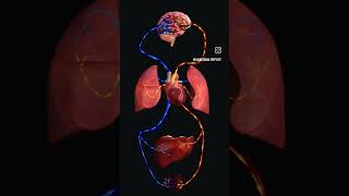 Coordination of blood vessels with every organ youtubeshorts biology anatomy shortvideo [upl. by Rehm]