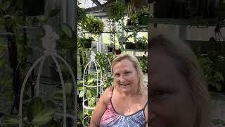 Hoya Kerrii and Hoya Latifolia Sarawak plant talk Hoya info and How I grow them in South Texas [upl. by Gerome]