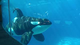 Orcas of SeaWorld San Diego [upl. by Sela]